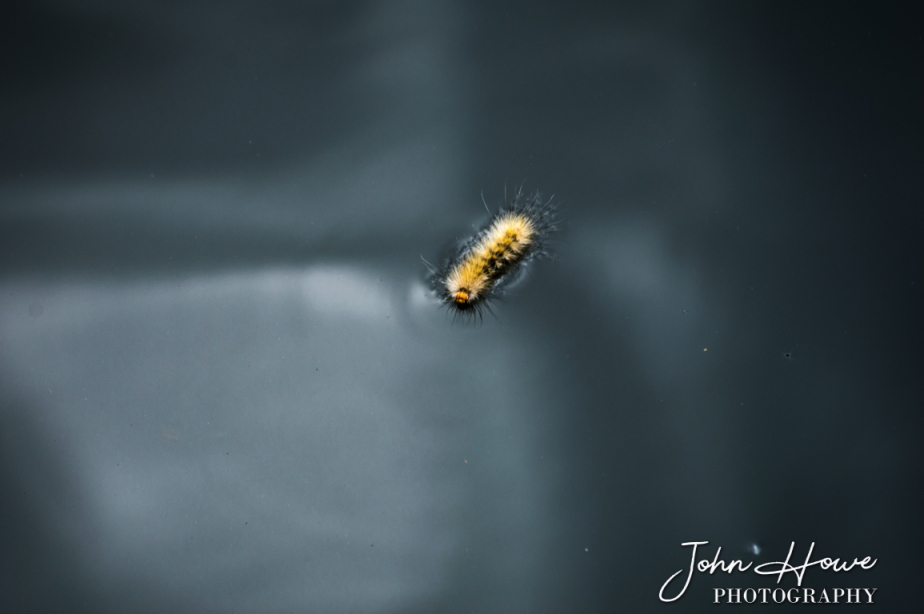 Caterpillar Swimming In Hostile Waters